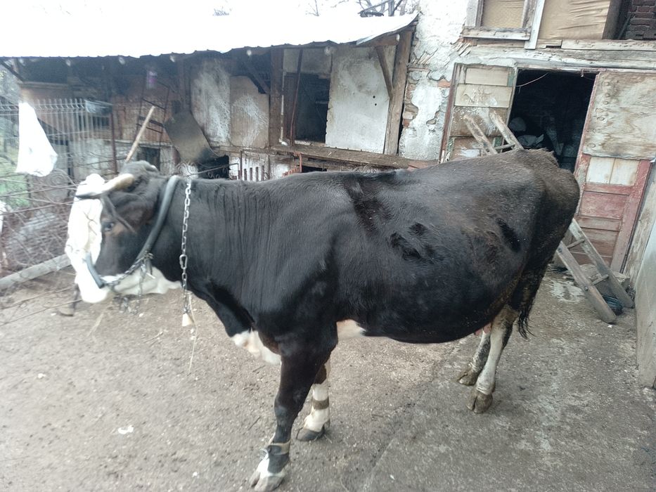 Vind vacă brună românească