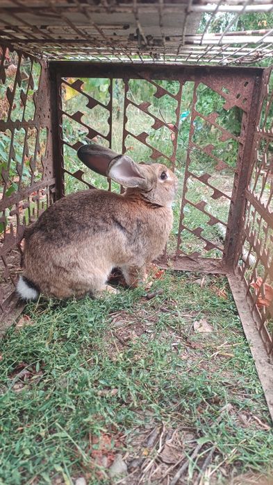 Vând iepure crescut natural