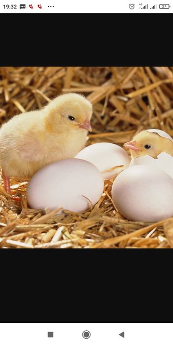 Цыплята, комбикорм