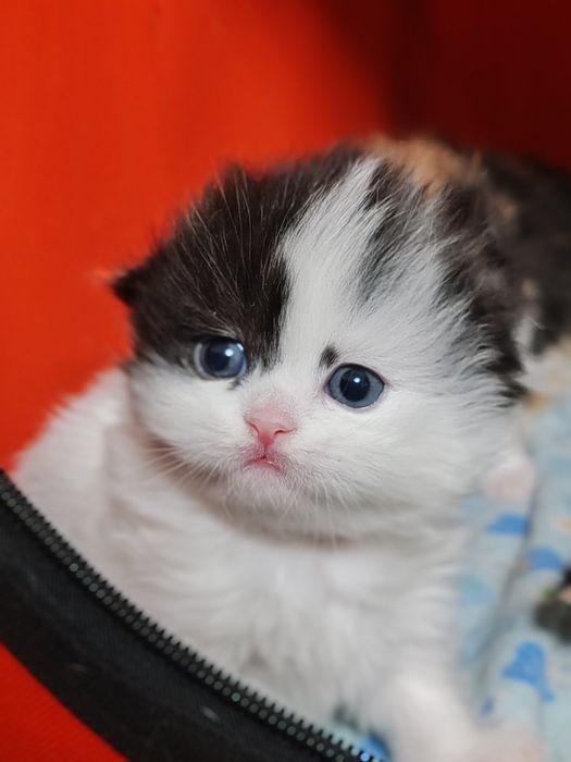 Котята скоттиш фолд, страйт, золотые шиншилы, серебристая, шотландские