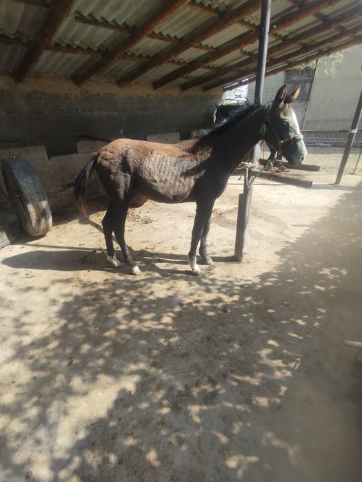 Жабағы құлын сатылады. линиясы жақсы