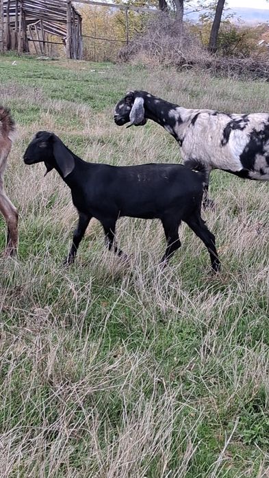 Vând capra ANGLO Nubian cu Pedigree Cehia