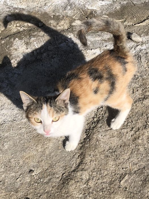 Mushuk bolasi. Qiz mushuk