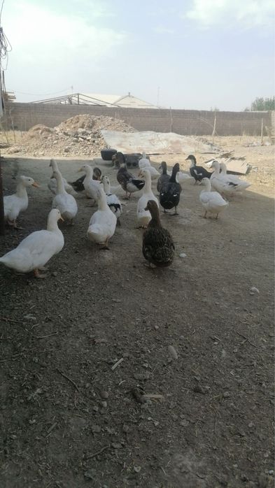 Ассалому алекум, ўрдаклар сотилади 20 тасм, донаси 100 000 сўмдан