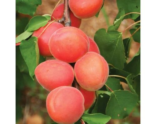 Pomi Fructiferi La GHIVECI (Cais )