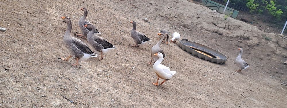 Gaste românești tinere