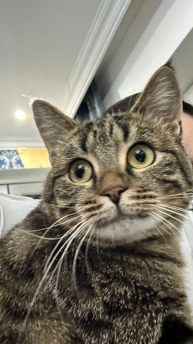 Ласковая и добрая кошка ищет заботливого хозяина