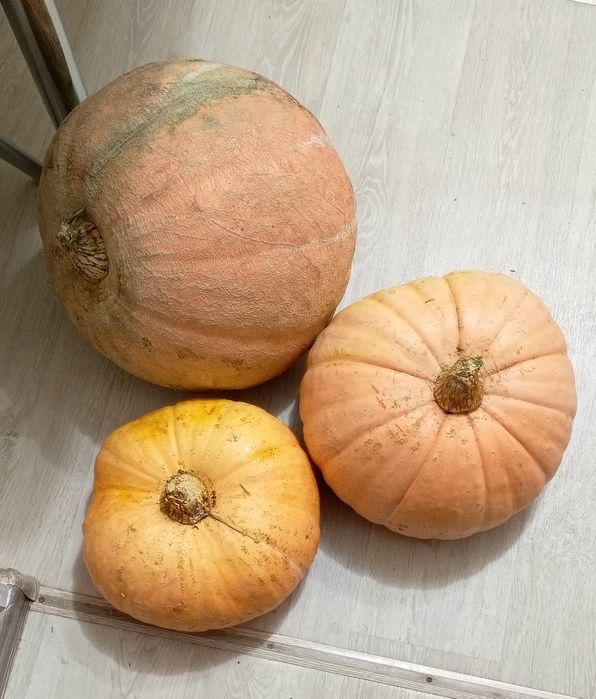Продам домашнию тыкву
