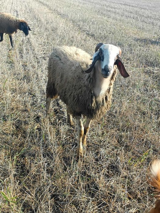 Berbec/ noatin pentru sacrificat ori montă