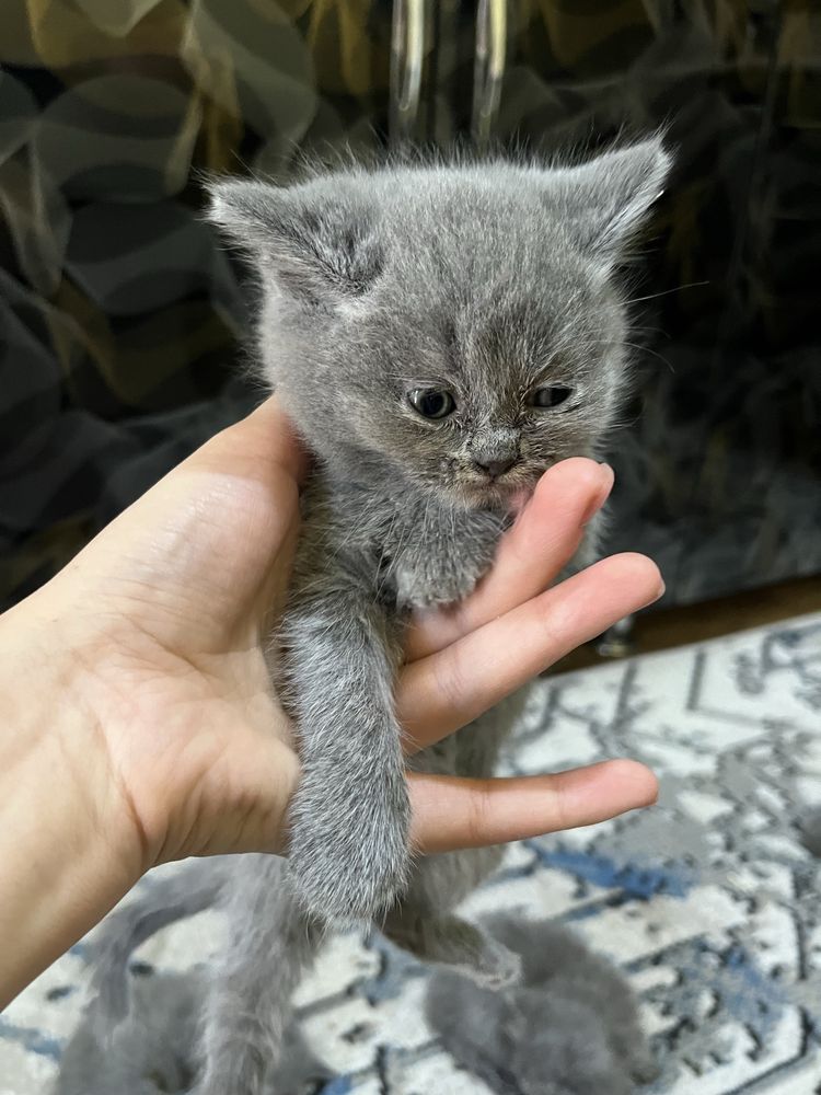 Скотш фолд Скотш страйд