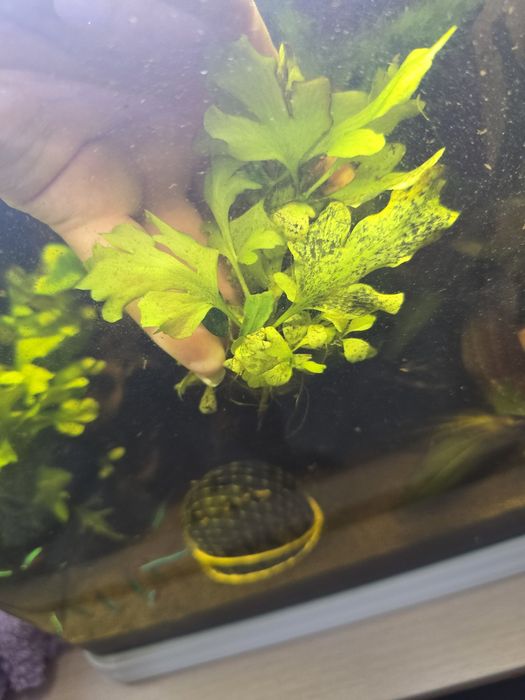 Аквариумное растение папоротник