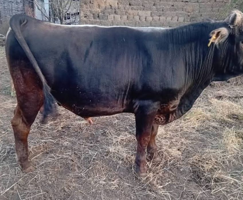 Мъжки телета и крави на изгодни цени