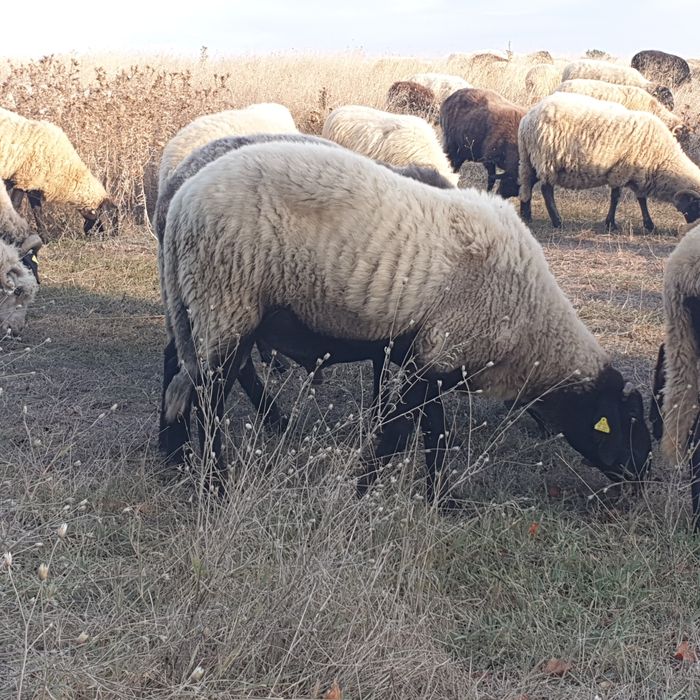 Oi carabase sănătoase de talie mare