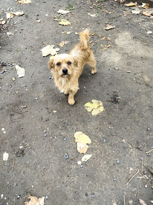 Oferim spre adoptie 2 catei