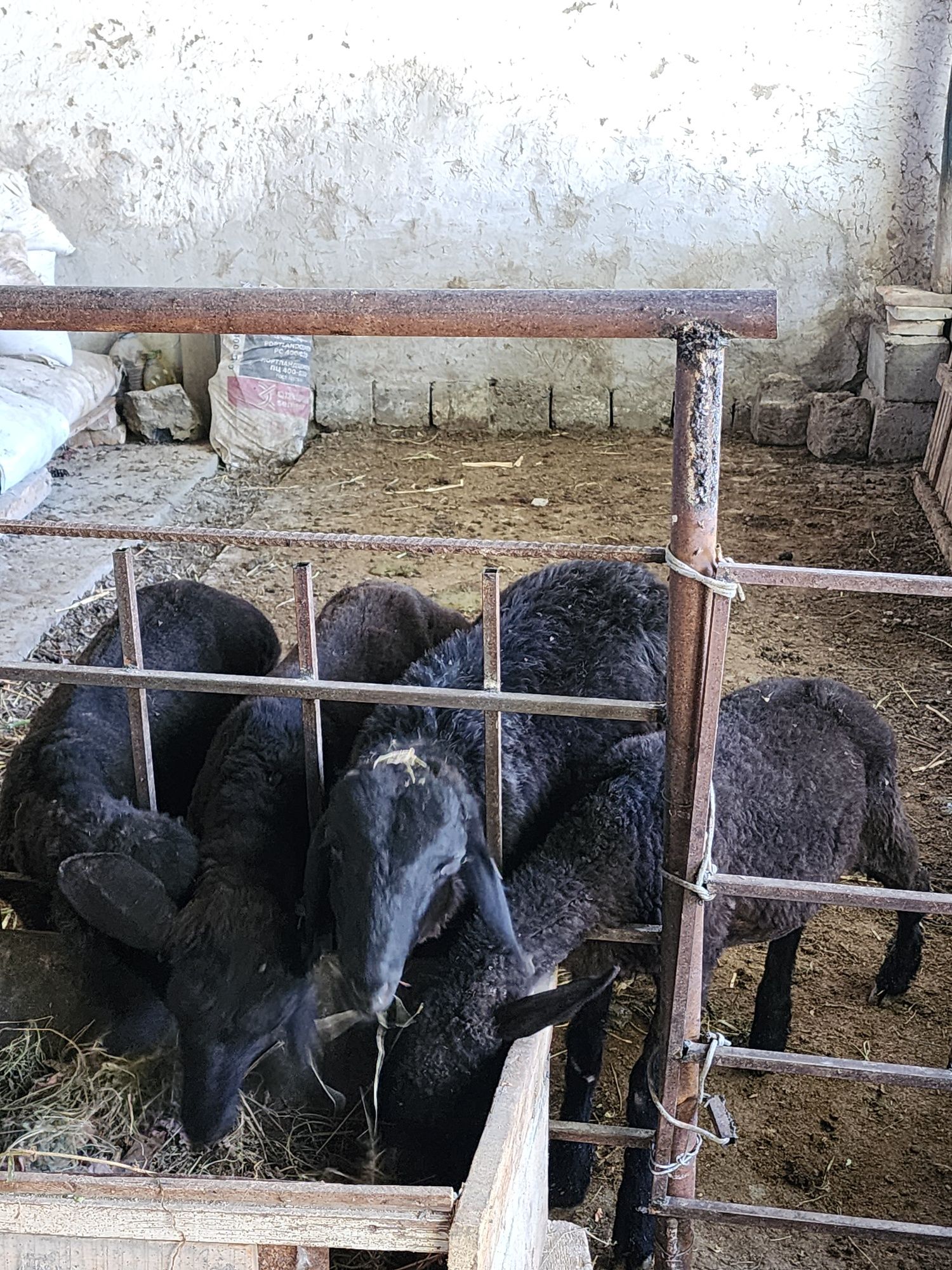 Qoʻzilar sotiladi 5 oylik atrofida