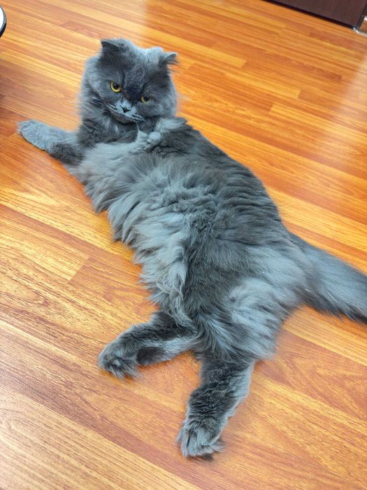 Шотландский вислоух