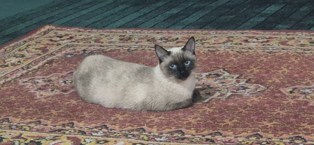 Сиамиский мать кошка хорощая 2 раза ражала..