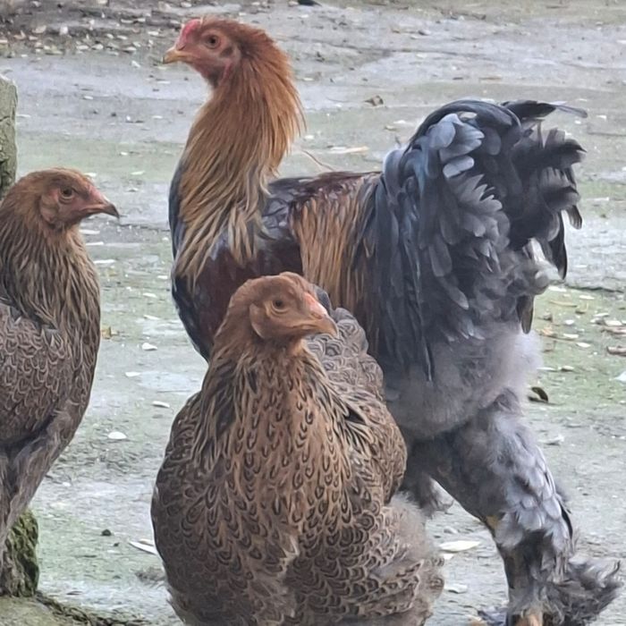 Familie Brahma Potarnichiu