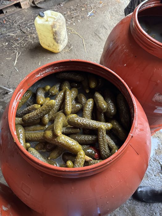 Castraveti Murati Calitate 1