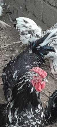Инкубационное яйцо породы кур Австралорп черно-пёстрый.