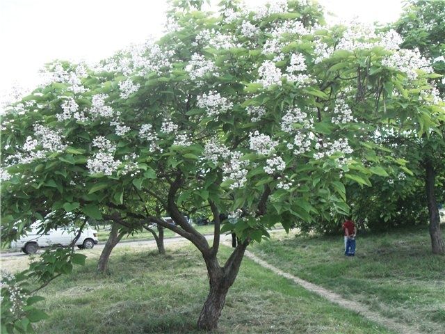 Разные декоративные деревья ёлки пальмы кусты и кустарники