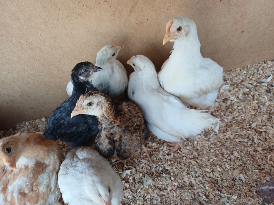 Хашакаи жужалар 9 та