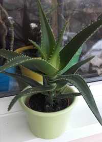 Aloe Vera, planta medicinala de apartament.