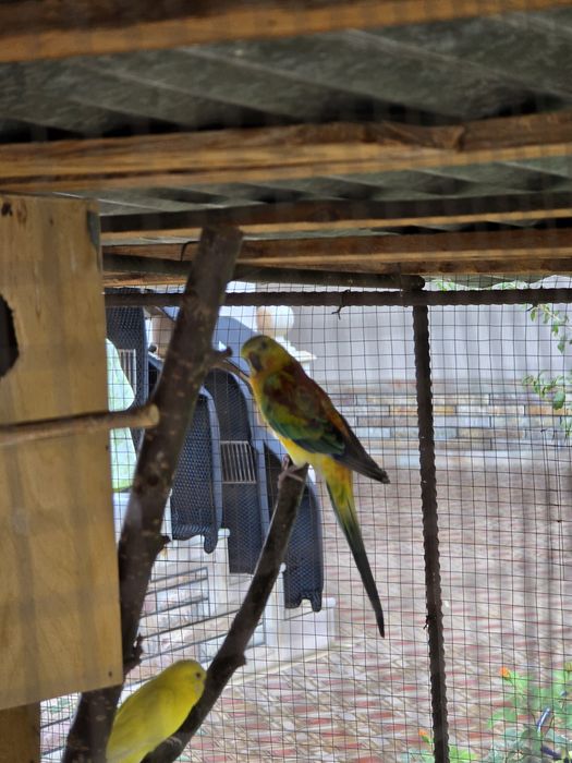 Atlas pevchi to'tiqush