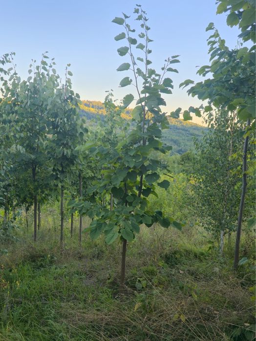 Plante ornamentale oferte