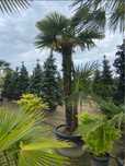 Garden Devis | Palmieri Trachycarpus