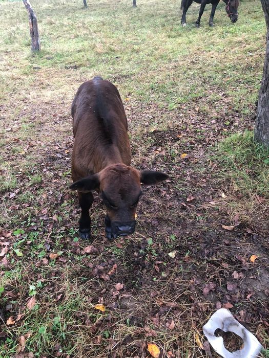 Vițel de vânzare rasă angus