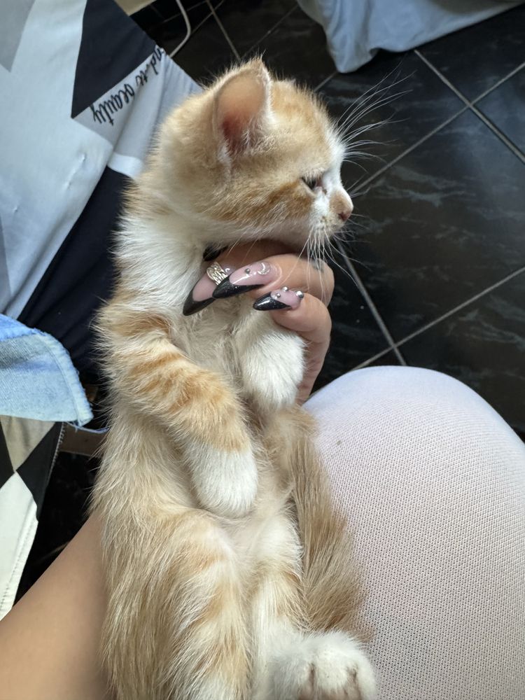 Подарявам котенца