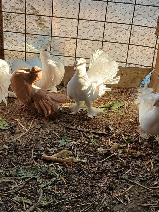 De vânzare sau schimb