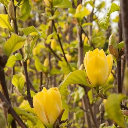 Magnolie Yellow Bord