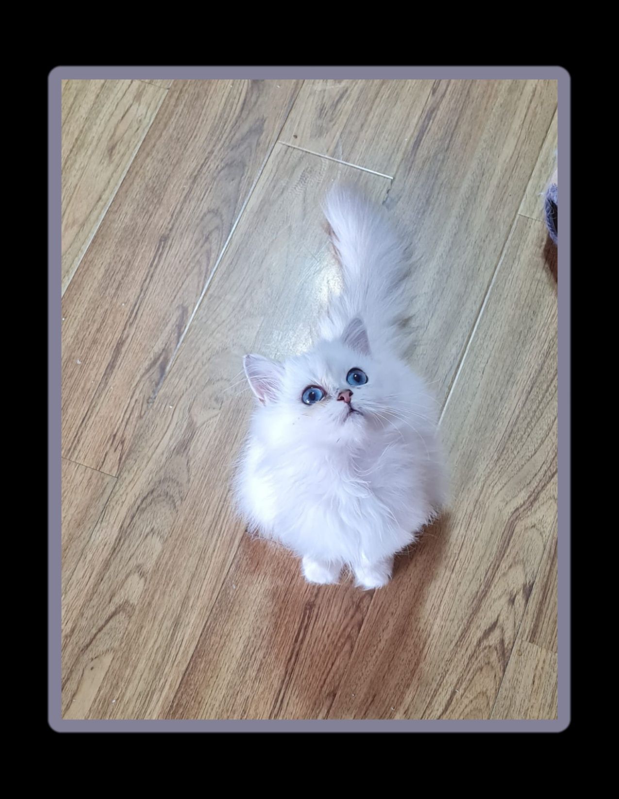 Fetiță british longhair albă cu ochi albaștri și pedigree