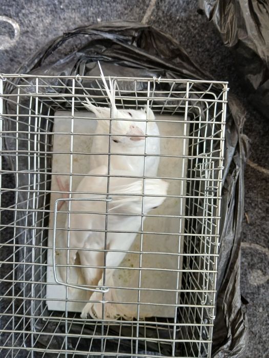 1 juft dubay karella sotiladi narxi 600 ming