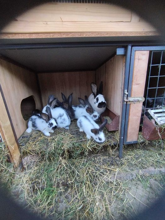 Зайчарници клетки за зайци