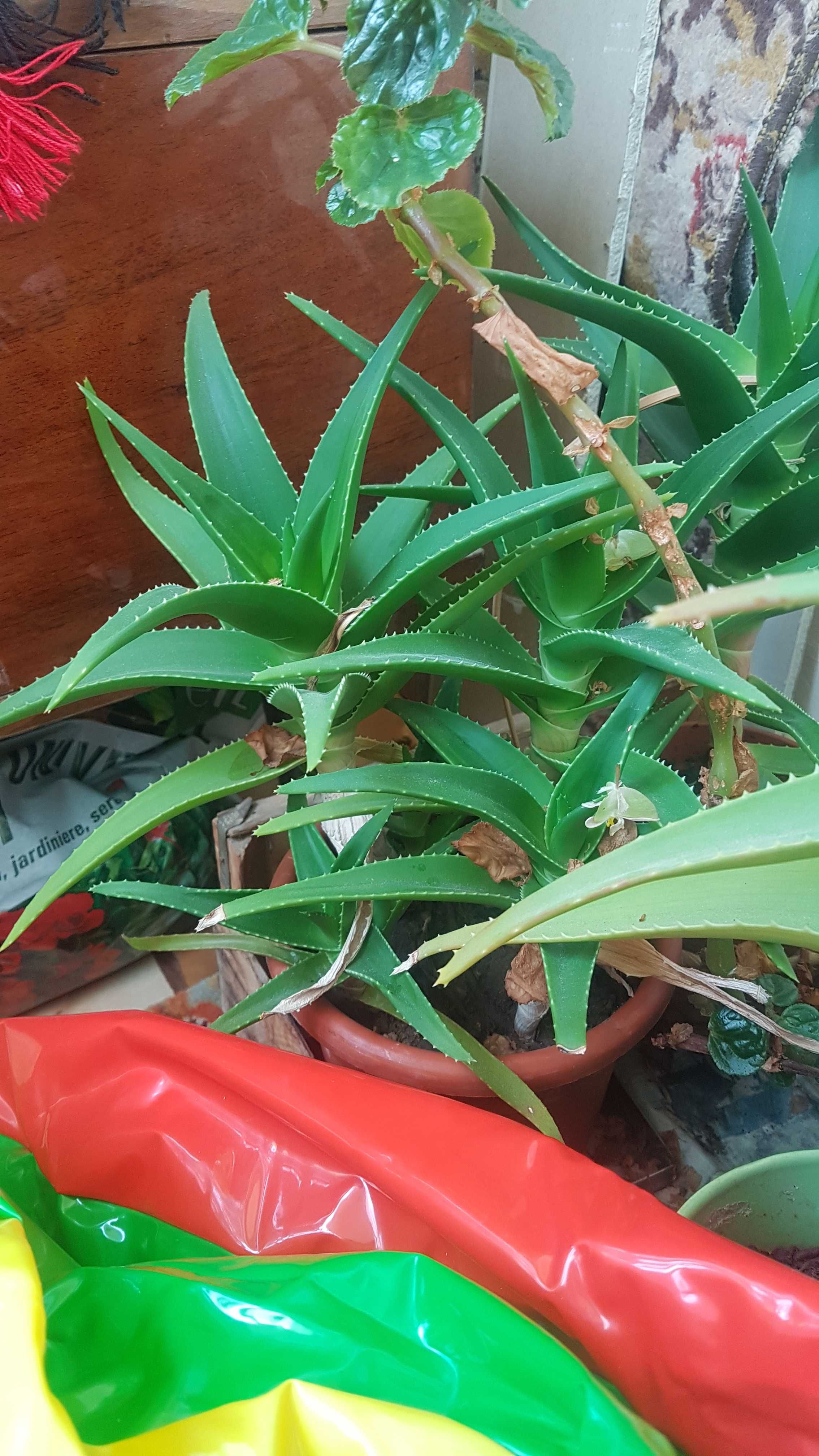 Aloe vera - plante mici