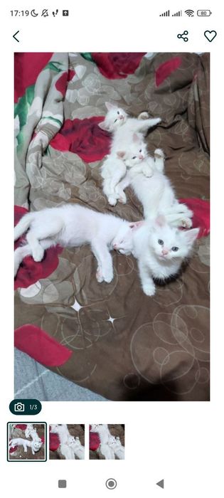 продаются котята турецкая ангора