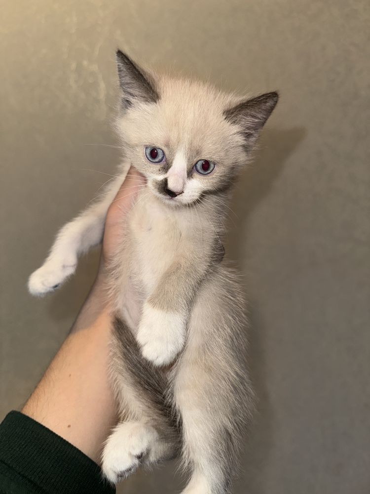 Отдам даром 5 месячных котят и кошку