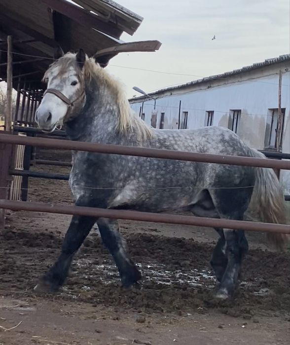 Armasar Percheron pentru monta