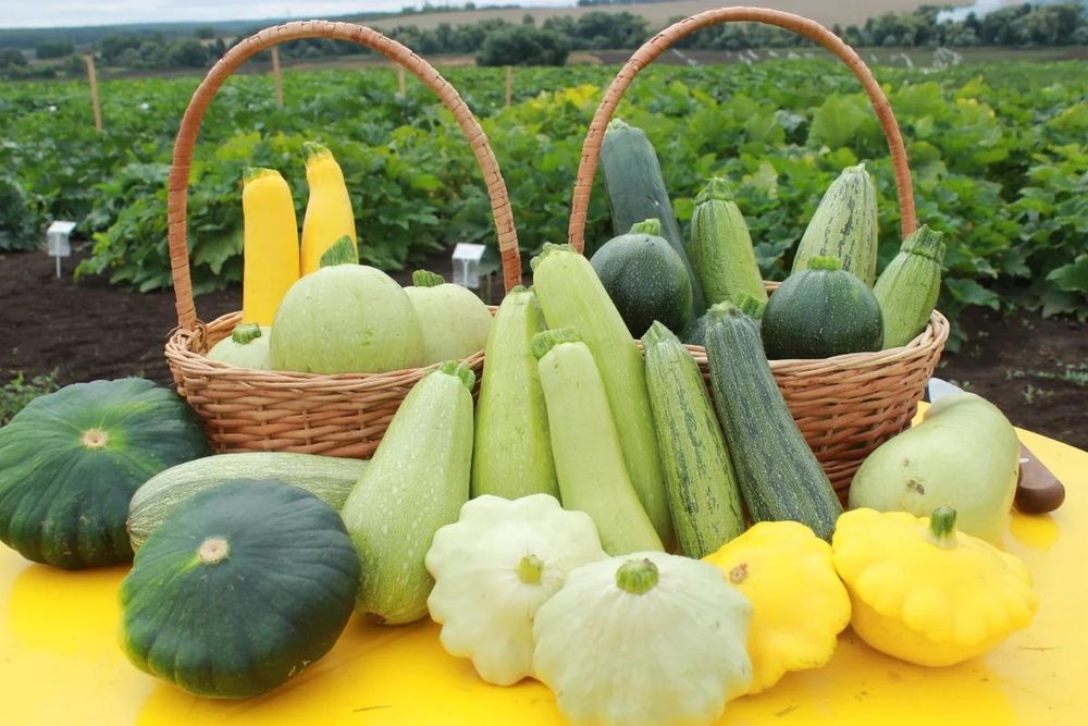 Продам кабачки. Только с грядки.