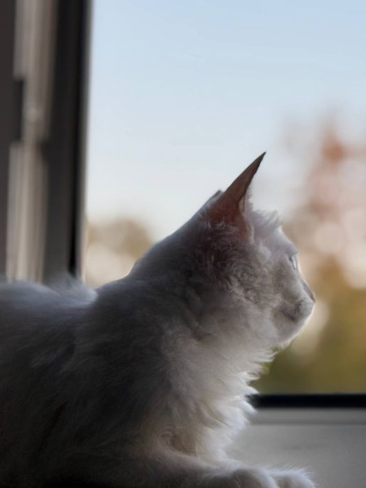 Котенок турецкая ангора