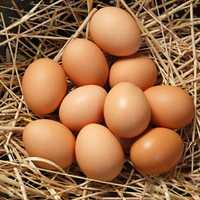 Яйца домашние по 900
