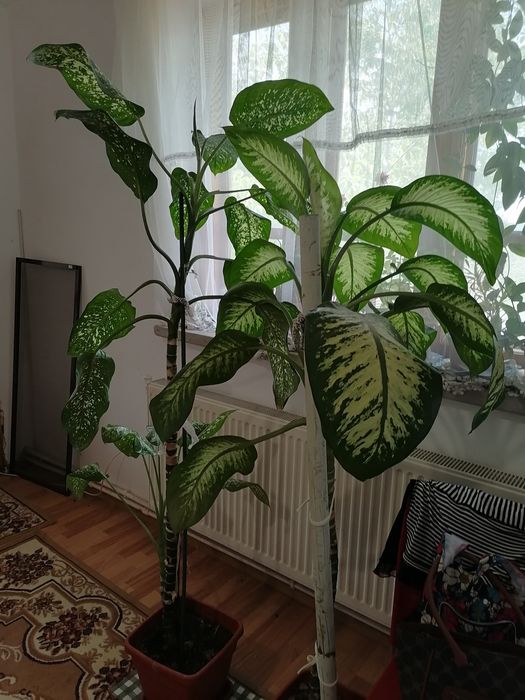 PLANTE MARI(2)- în Craiova