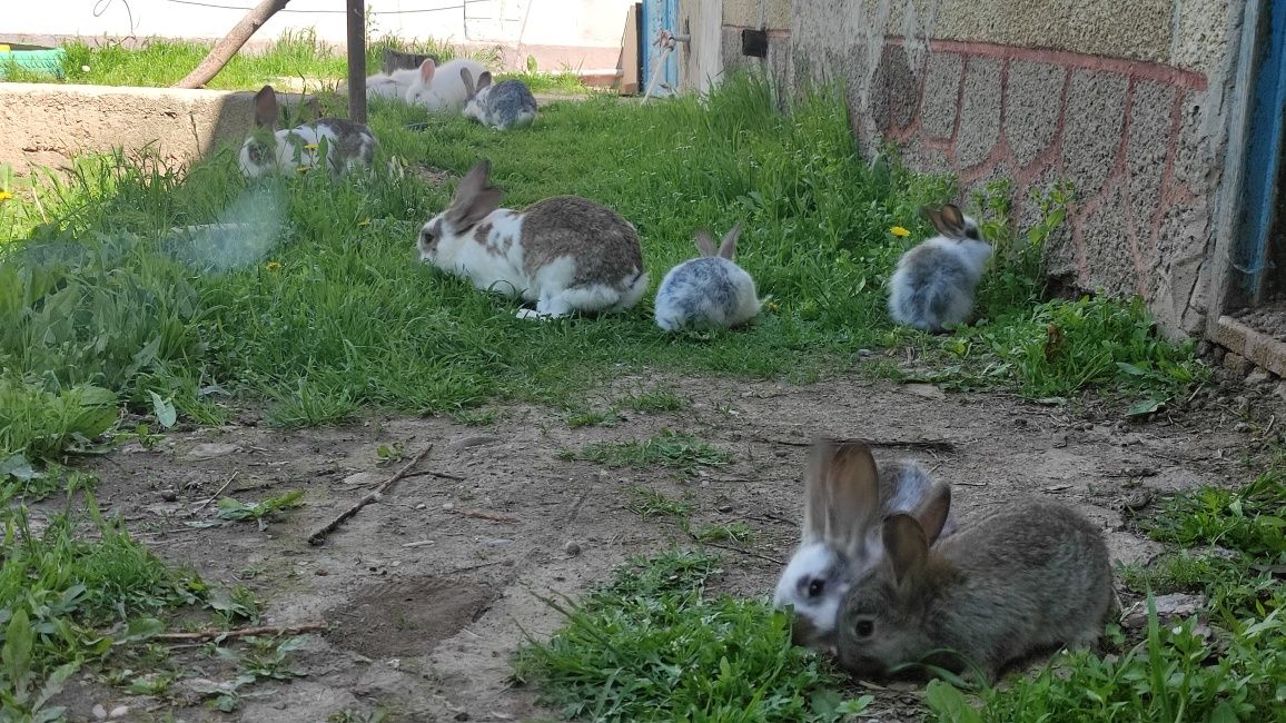 Кролики крольчата за всё