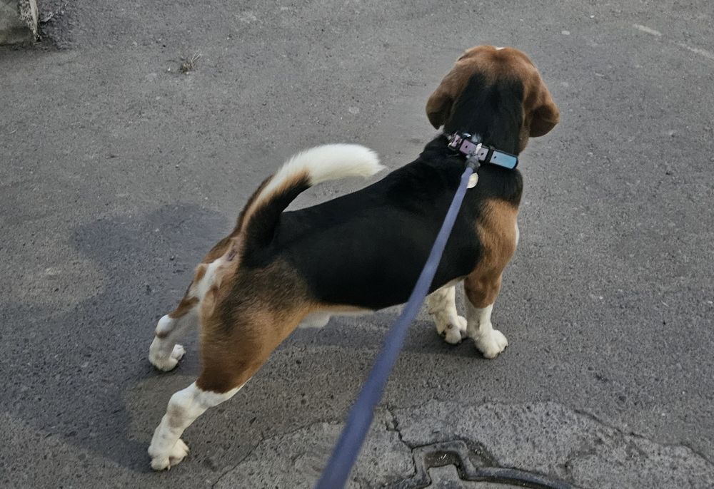 Вязка бигли.Ищем невесту.