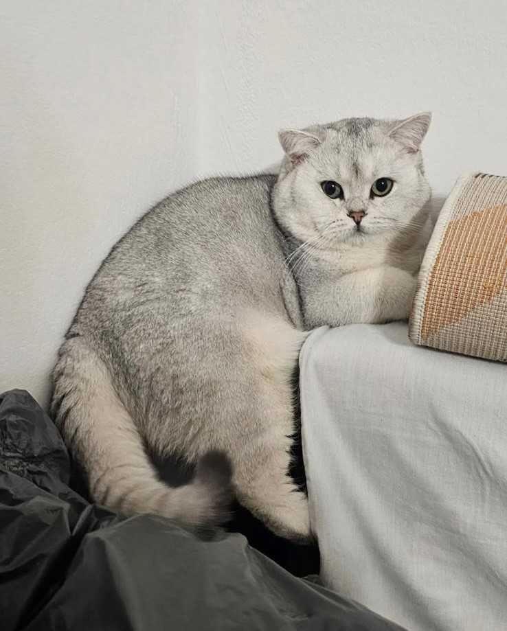 British Shorthair Silver Chinchilla