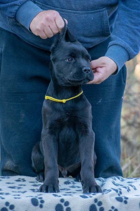 Cane corso mascul  4 luni