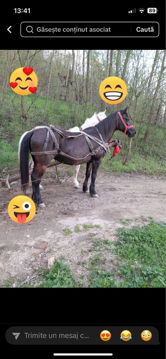 De vanzare iepe cuminti